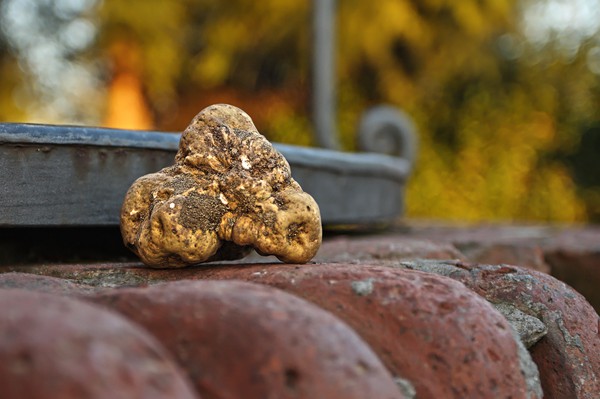 Truffle in Tuscany is truffle hunting experience in San Miniato